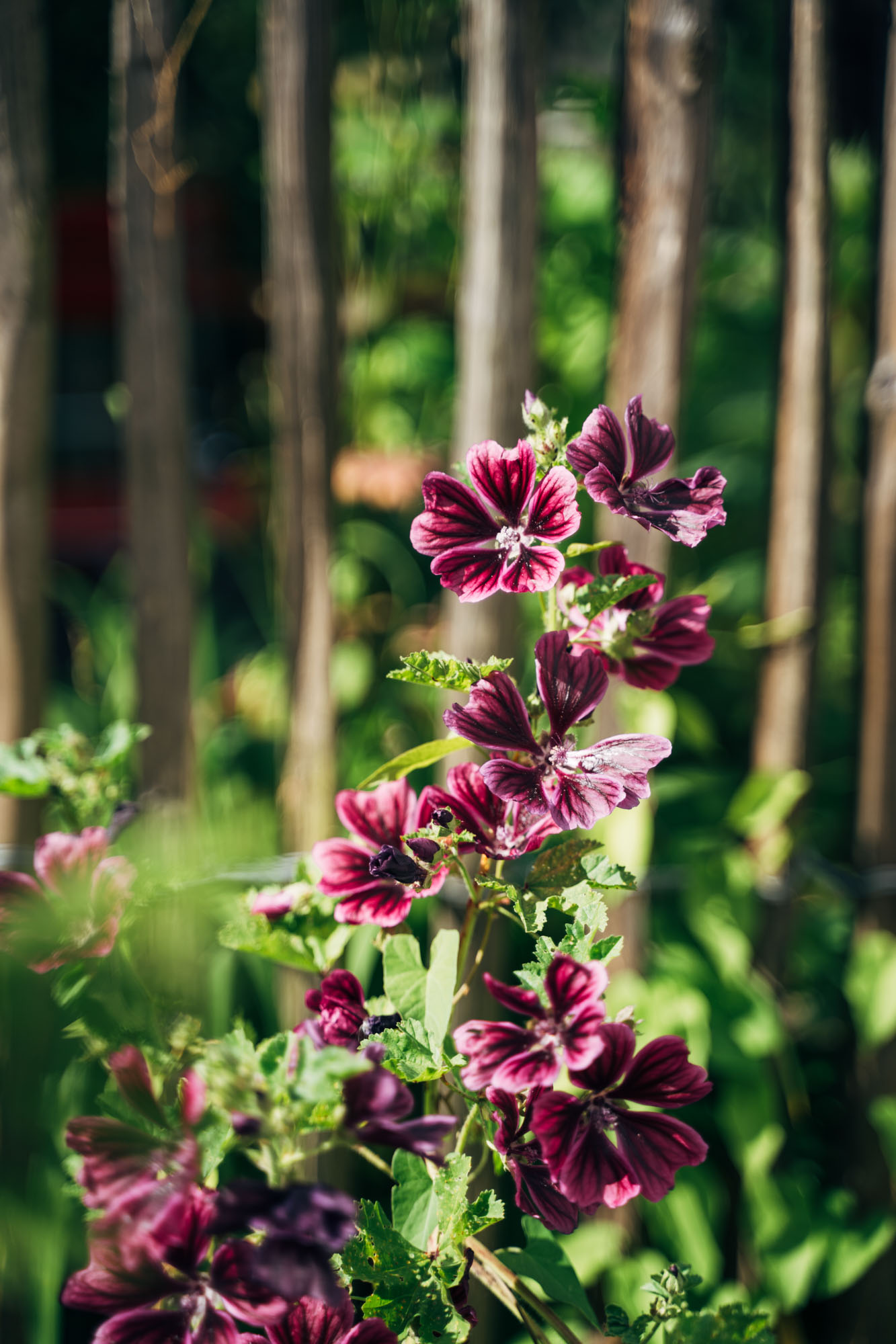 Fewo_Mertz_Blumen___